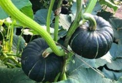 世界同台吃瓜网红素颜,世界同台吃瓜，真实魅力谁与争锋？