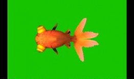 金鱼爆料视频大全集下载,揭秘幕后真相，带你领略网络风云