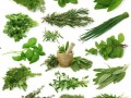 野菜生活爆料视频大全,视频大全带你领略自然之美