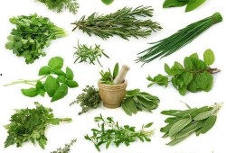野菜生活爆料视频大全,视频大全带你领略自然之美