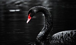 黑天鹅视频爆料是真的吗,真相还是炒作？揭秘事件背后真相