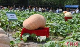 长春百花园爆料案件最新,揭秘背后惊人真相