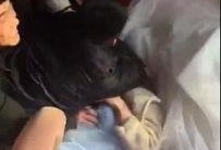 闹伴娘视频在线观看,一场欢乐与温馨的婚礼现场瞬间