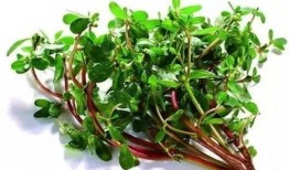 野菜生活爆料视频大全,视频大全带你领略自然之美